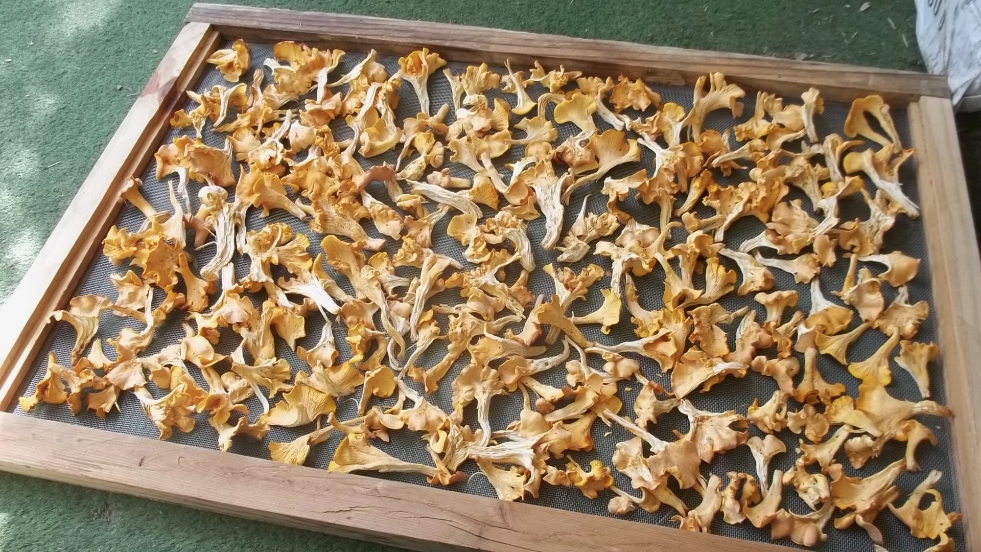Wild chanterelle mushrooms are laid out on a drying rack.